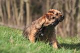 BORDER TERRIER 129